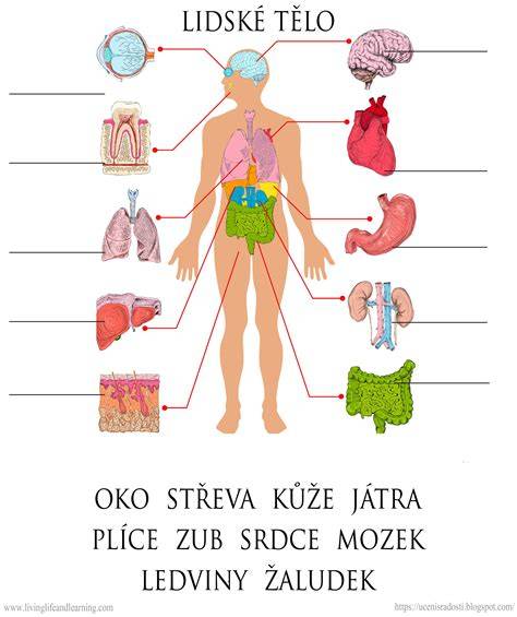 Obrázok: anatomický tvar cumlíka a jeho časti