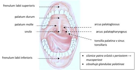 Infografika: Anatomia uzdičky pod jazykom a spôsob prisatia pri dojčení