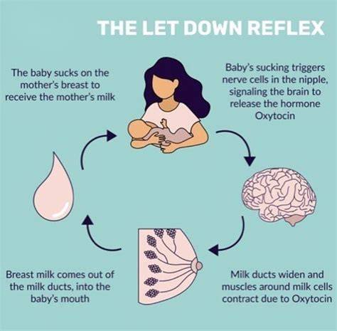 Infografika: let-down reflex a faktory ovplyvňujúce tvorbu mlieka