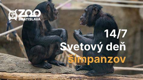 Prečo kuandu vyzerá, že pripomína malé dieťa a čo nám o emocionálnej sofistikovanosti zvierat hovorí adopcia