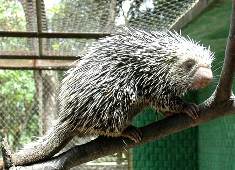 Kuandu obecný - vizuálna schéma tela a charakteristík