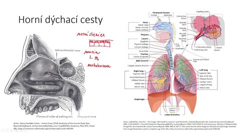 Schéma účinkov Sinupretu na dýchacie cesty