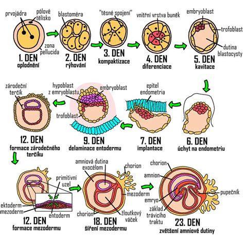 Infografika: Cesta od oplodnenia po implantáciu a vývoj embrya
