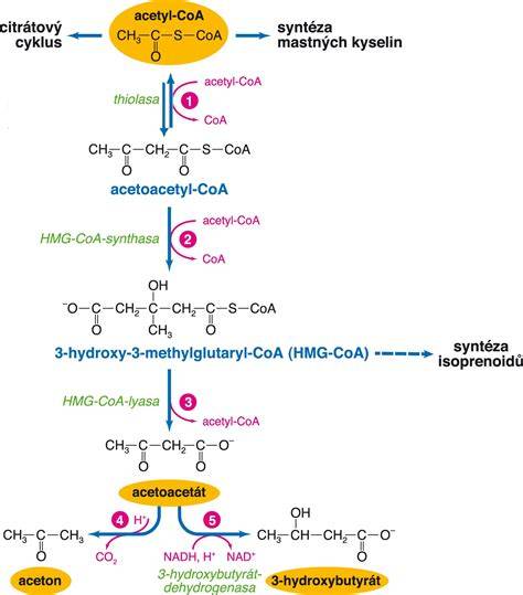 Vizualizácia ketogénneho metabolizmu a ketolátok (acetón, acetoacetát, beta-hydroxyl-máslova kyselina)