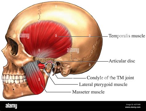 Schema: TMK, TMJ patológie a neurológia