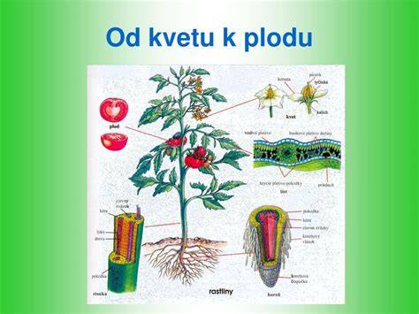 Infografika: Prierez procesu vegetatívneho rozmnožovania a semenného rozmnožovania liečivých rastlín