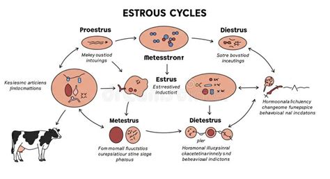 Infografika: Cyklus ruje u sučiek (anestrus, proestrus, estrus, metestrus)