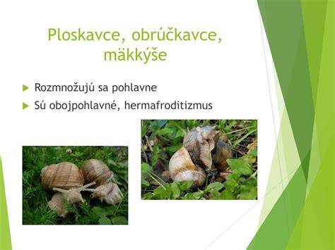 Rozmnožovanie a reprodukcia živočíchov: druhy, spôsoby a evolučné stratégie