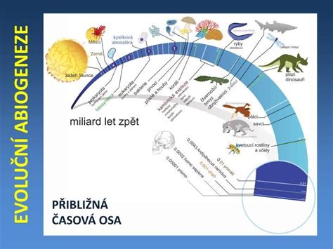 Infografika: Vývoj jedinca podľa období života