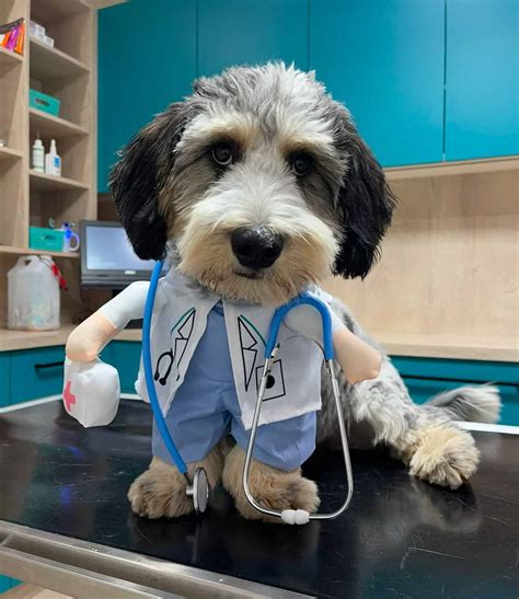 moderné veterinárne vybavenie