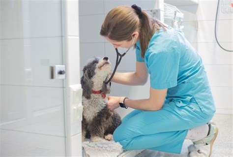 Veterinárna ambulancia MVDr. Vladimír Salai v Rohožníku: Komplexná starostlivosť pre Vašich domácich miláčikov