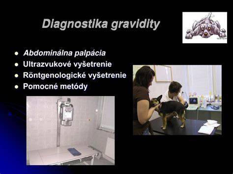 Farmakologické ukončenie gravidity u psa a súvisiace témy prevencie a diagnostiky