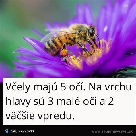 Infografika: Ako vzniká kvapky lásky a kde sa nachádzajú Cowperove žľazy