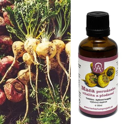 Infografika vplyvu Maca na mužskú plodnosť