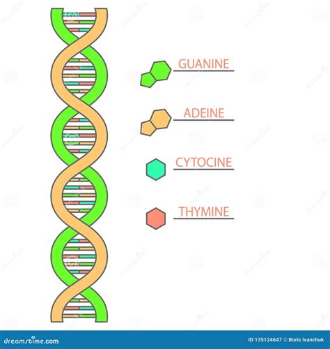 Schéma DNA