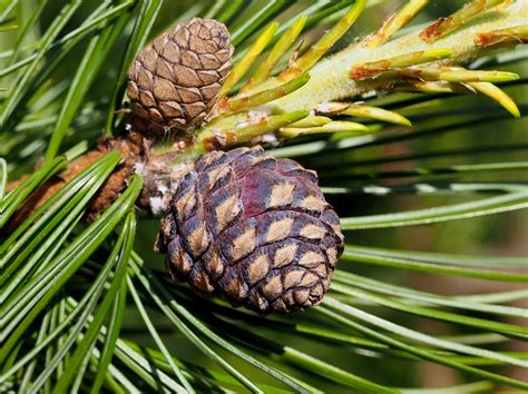 Cédrové oriešky a listy borovice sibírskej
