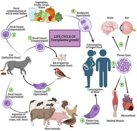 Infografika: Životný cyklus Toxoplasma gondii a hlavné cesty prenosu