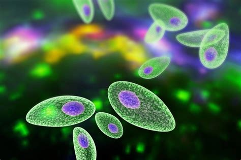 Toxoplazmóza: vplyv na plodnosť, tehotenstvo a zdravie budúcich mamičiek