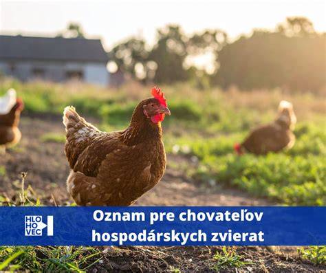 Infografika: Registrácia chovného zariadenia a postupy identifikácie zvierat