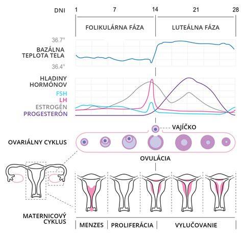 Infografika procesu oplodnenia a uhniezdenia: fázy - ovulácia, oplodnenie, nidácia, nárast hCG