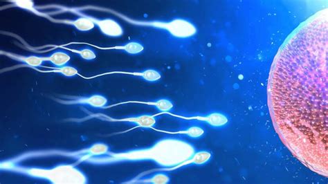 Ako dlho trvá uhniezdenie vajíčka v maternici: proces implantácie a jeho časový rámec