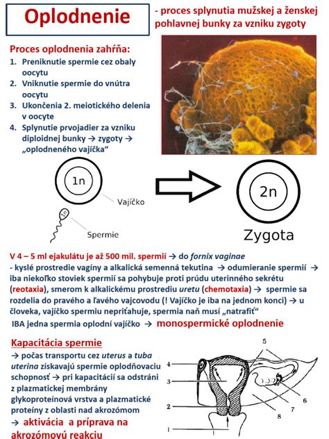 Ilustrácia znázorňujúca proces oplodnenia a vývoja embrya