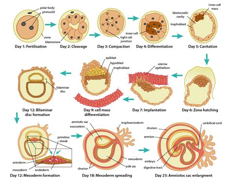 Diagram vývoja embrya