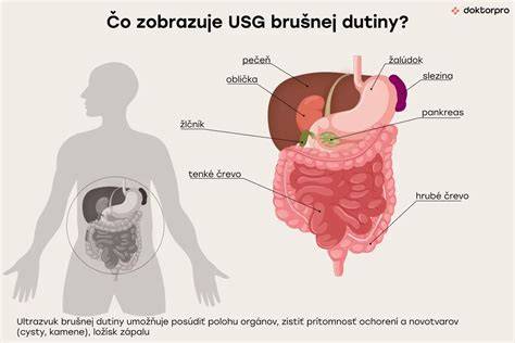 Infografika: časti brušnej dutiny a čo sleduje USG
