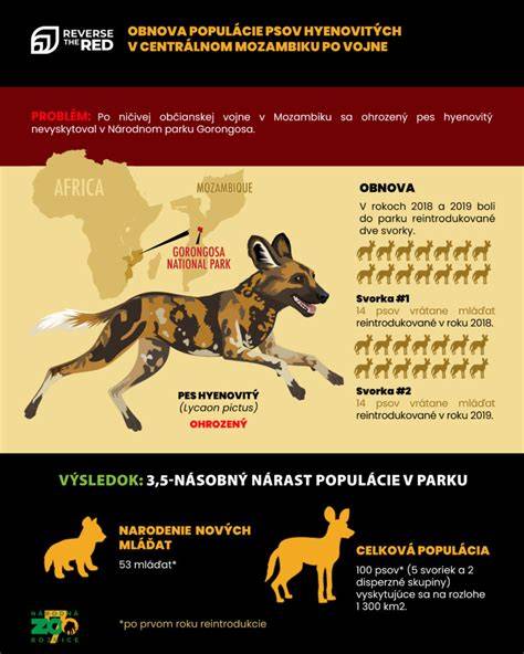 Infografika: Ako pes počuje a interpretuje zvuky