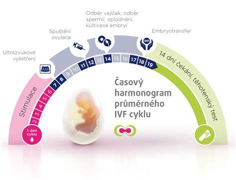 Schéma IVF procesu: od stimulácie po prenos embrya