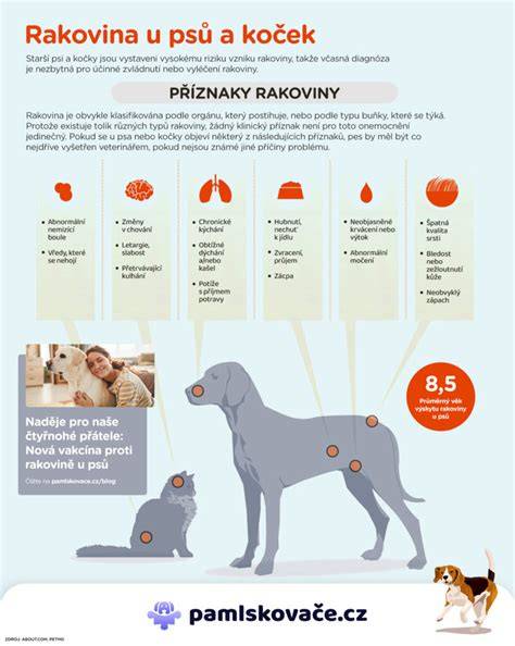 infografika_univerzalna_plastenka_kocek.png