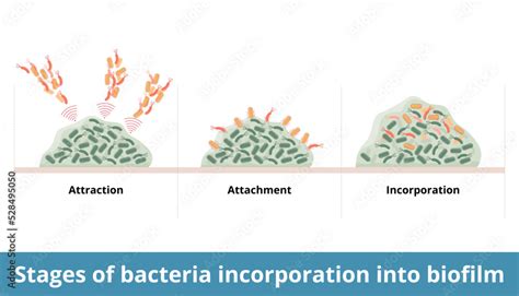 Biofilm tvorený baktériami