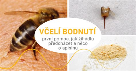 Štipnutie včelou: prvá pomoc a liečba