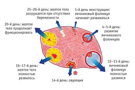 Schéma normálnej maternice versus septovaná a didelfyzná