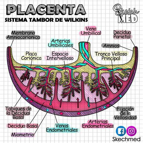 Placenta - anatómia a pupočná šnúra