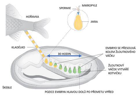 Obrázok: schéma hybridného embrya ľudsko-zvieracieho pôvodu