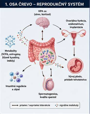 Infografika: Základné časti mužského reprodukčného systému