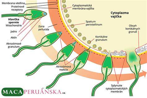 Infografika znázorňujúca priebeh oplodnenia (vajíčko + spermie -> zygota -> blastocysta -> embryotransfer)