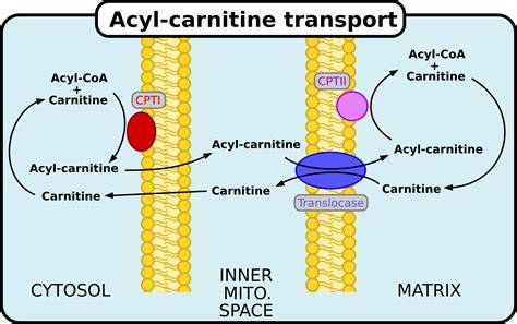 Infografika: Transport mastných kyselín do mitochondrií cez karnitín - mechanizmus