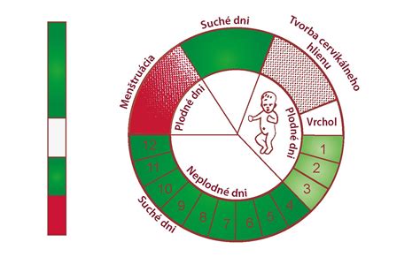 Grafické znázornenie plodných a neplodných dní v ženskom cykle