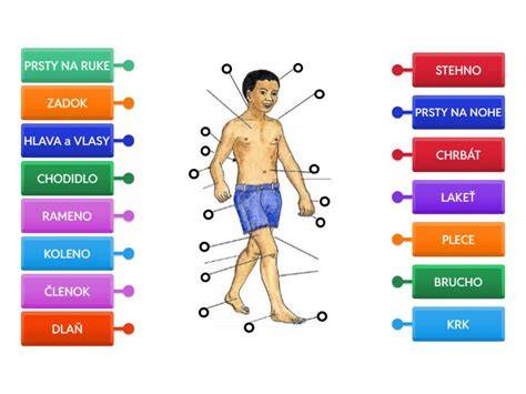Infografika: Časti tela a základné dojmy o vývoji puberty