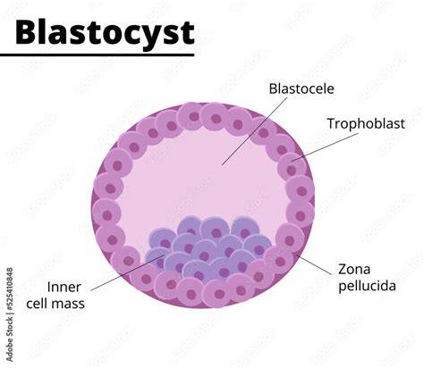 schéma prenatálneho vývinu - blastocysta, embryonálne listy, placenta, fetálne reflexy