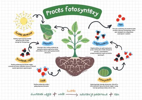 infografika_proces_vyživného