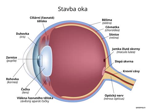 Ilustrácia ľudského oka a jeho častí
