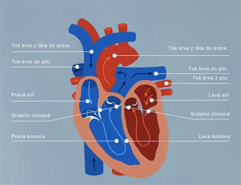 Placenta: Životodarný orgán tehotenstva a jeho funkcie