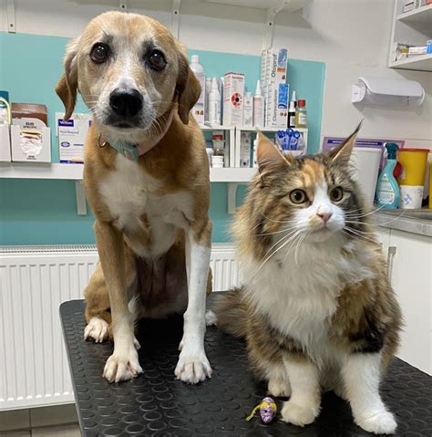 Veterinárna starostlivosť o mačku