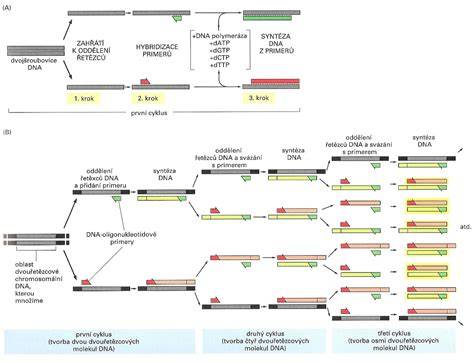 infografika - schéma mitochondriálneho darcovstva a trojí DNA