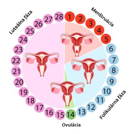 Infografika: Plodné dni a dátum ovulácie