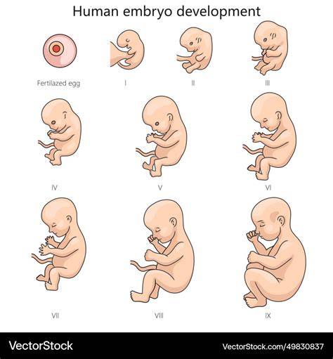 Diagram rozdelenia embryo a štatistiky týkajúce sa jednovaječných dvojčiat