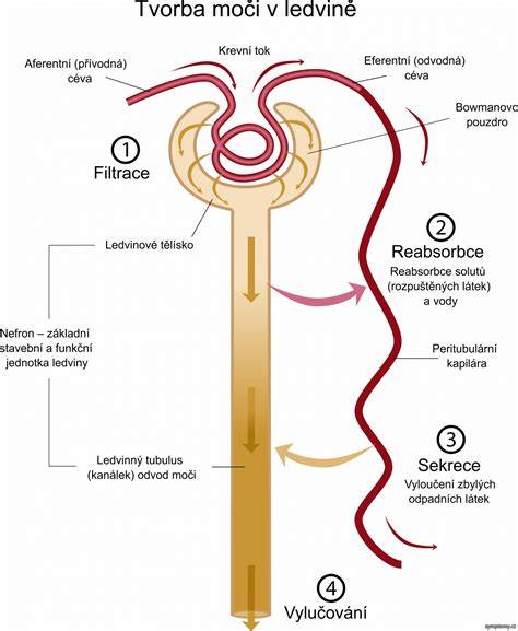 Infografika: Cesta bielkovín v moči cez obličky - glomerulus a tubuly